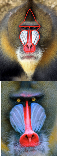 Reference study: two photographs of a real mandrill's face, annotated with a red triangular line tracing the geometric ridge structure of the brow and nasal groove